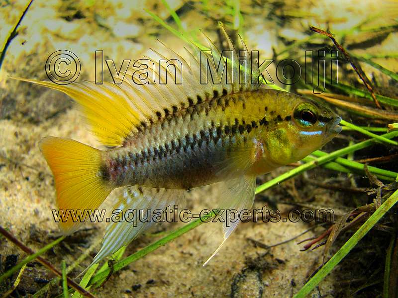Apistogramma